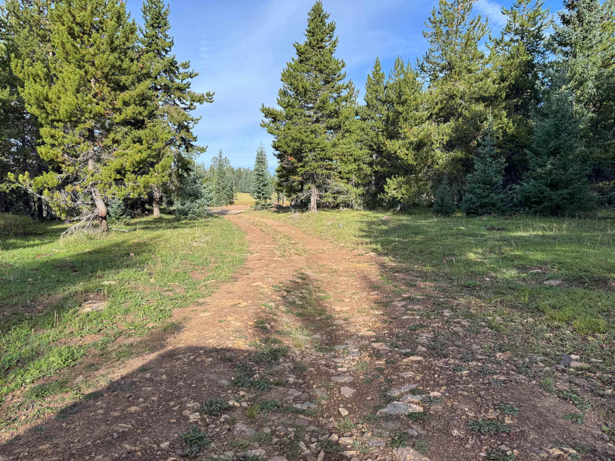 Taylor Creek J Road trail photo