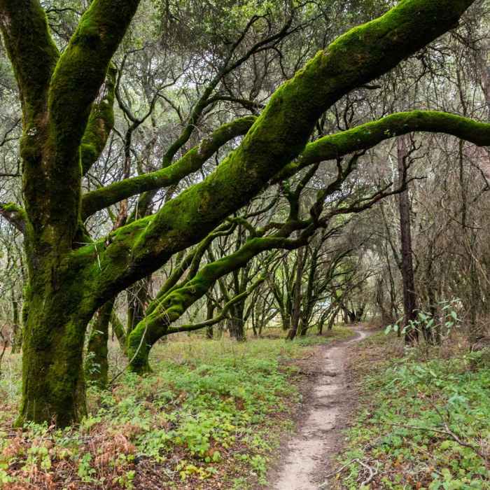 Near Graham Hill Trail Near Graham Hill Trail