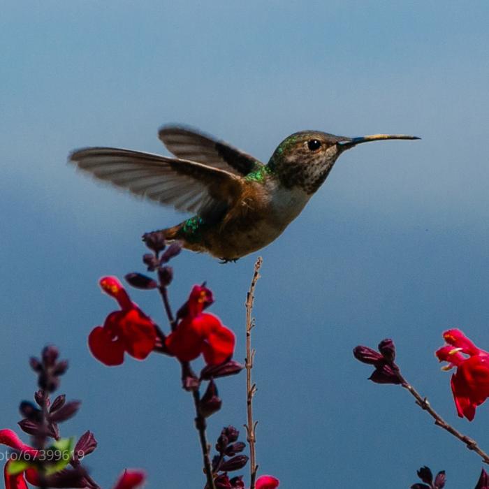 Hummingbird in Griffith Park, L.A. Near Western Heritage Loop