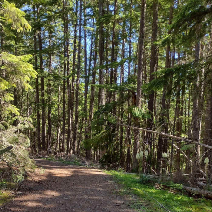 Portage Trail, used to carry kayaks and other small boats, goes through the beautiful conifer forest on its way from the parking area to the launch site. Near Navigation Trail #291