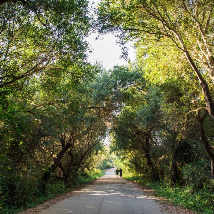 Near Oso Flaco Lake Trail Near Oso Flaco Lake Trail