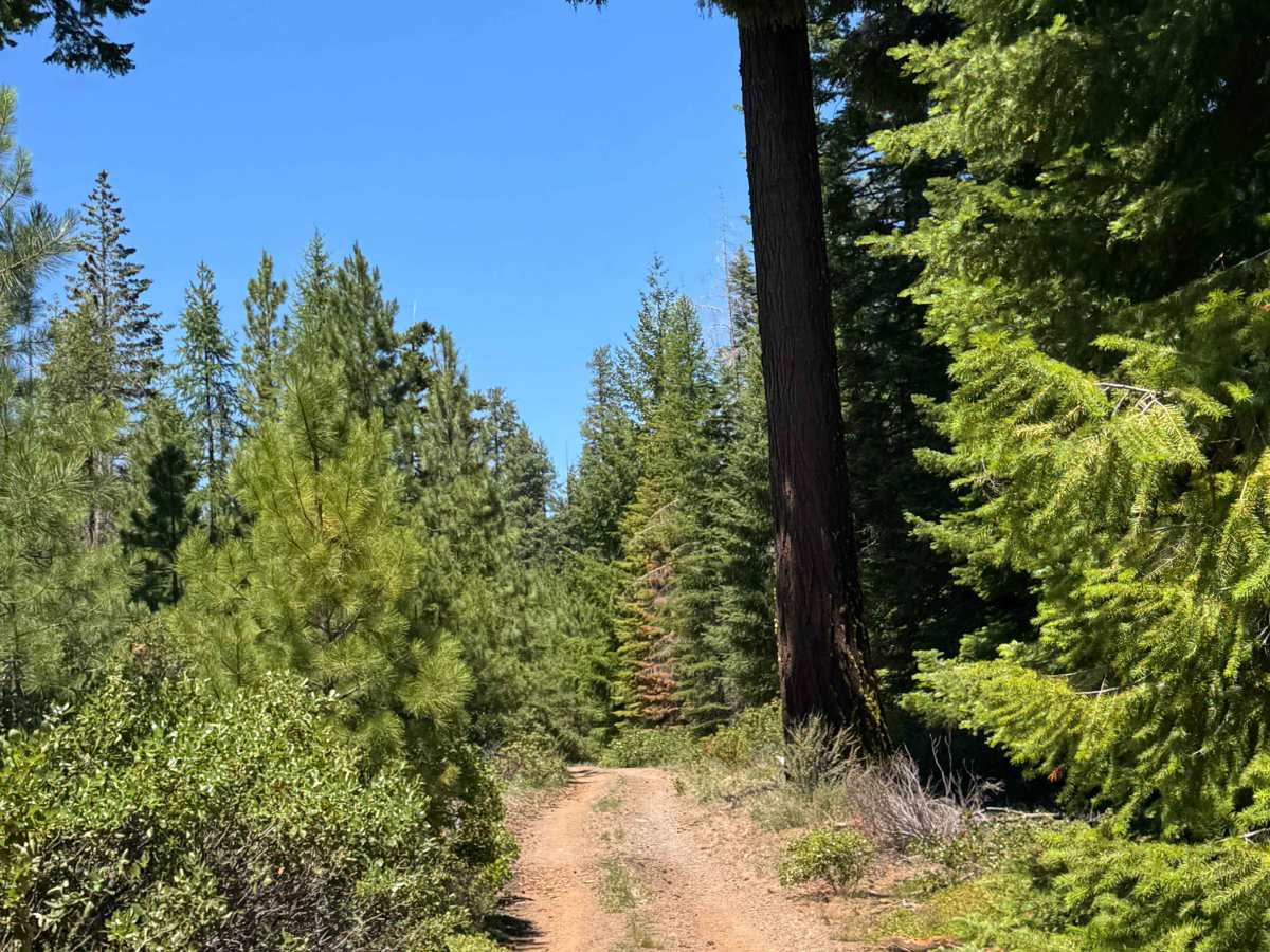 Alder Spring - FS 1149 photo 6