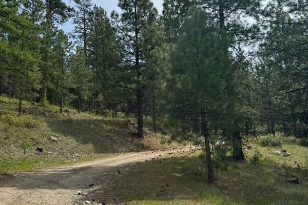 Shovel Creek - FS 2040-050