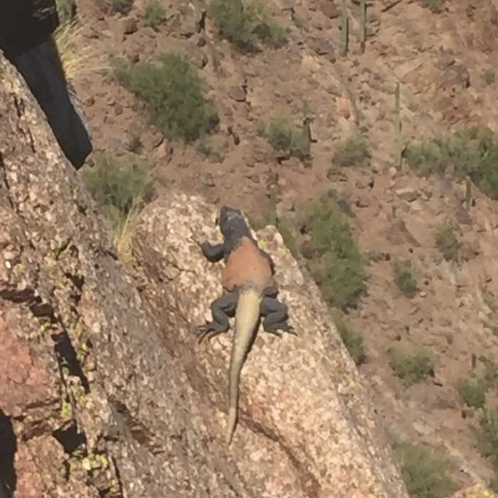 Be careful where you put your hand while scrambling up! Near Echo Canyon Summit Trail