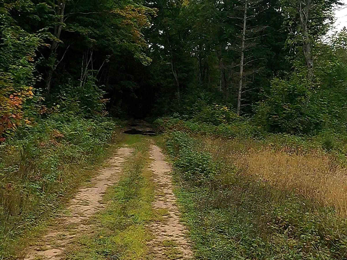 Maple Strip - FS 3636 photo 6