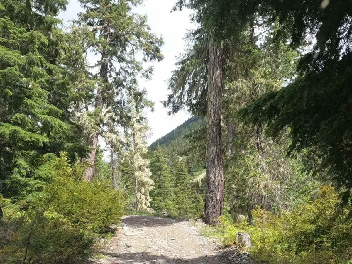 Fortune Creek 4WD Trail - NF301 - Lower Section trail photo