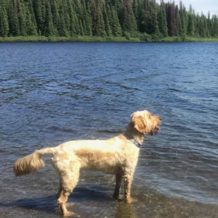 Near Red Shirt Lake Trail
