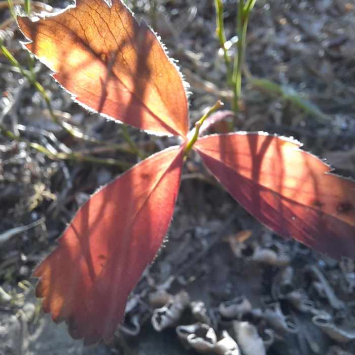 Near Golden Trout Lakes Trail CE