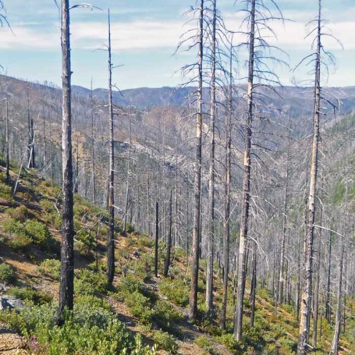 Near Chetco River Hike via Babyfoot Lake Trailhead