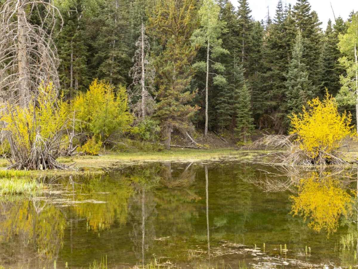 Water Hollow Trail photo 3