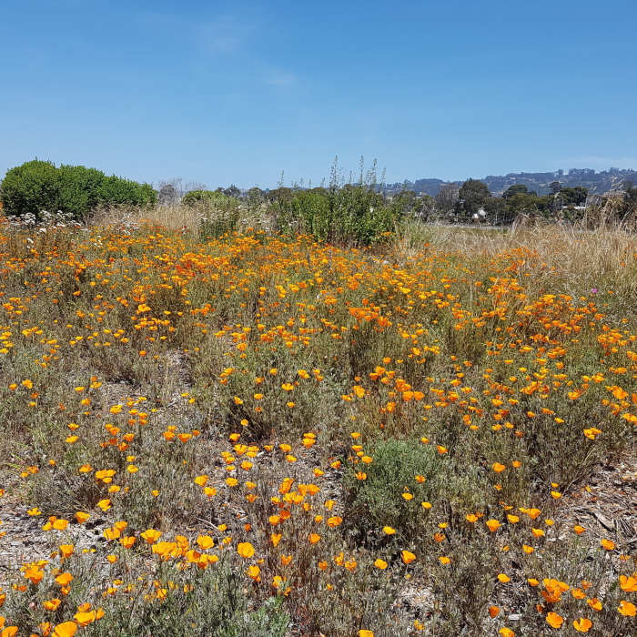 Near Richmond Marina Bay Trail