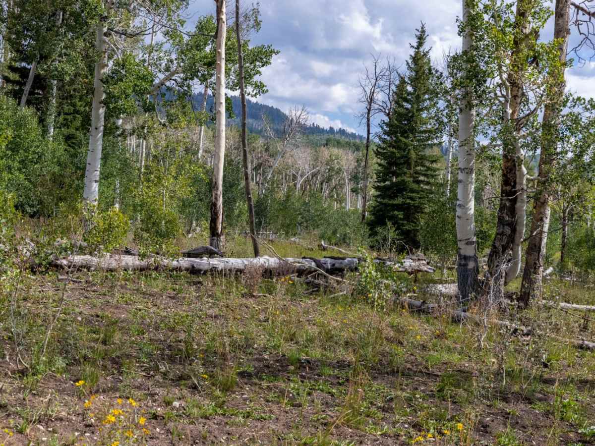 Olsen - Clear Creek Trail photo 3