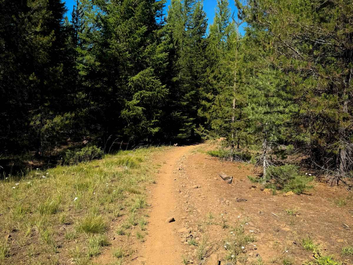 Plantation - FS 1350.2 trail photo