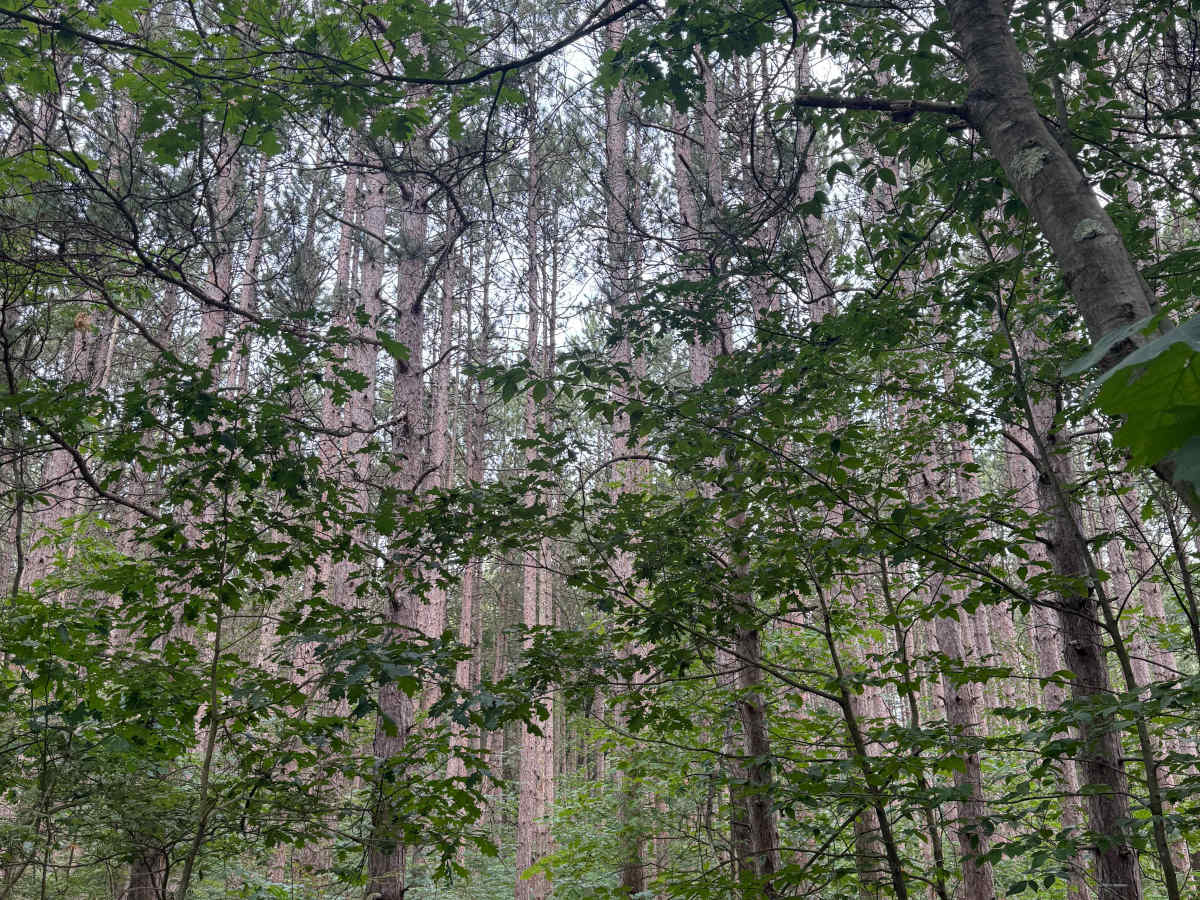 East Buchanan-Pierce Trail photo 5