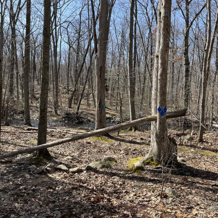 Near Apshawa Preserve Loop Near Apshawa Preserve Loop