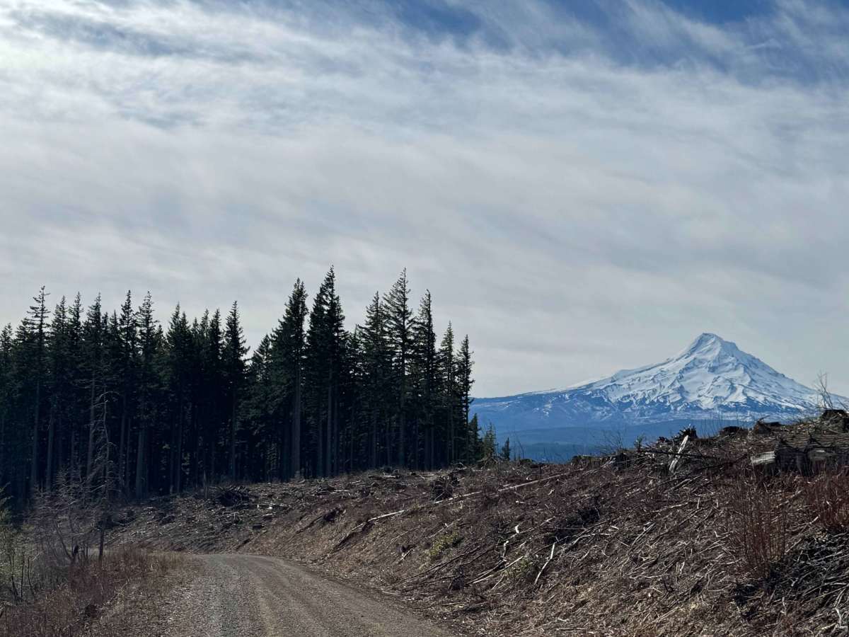 Larch Mountain Road photo 3