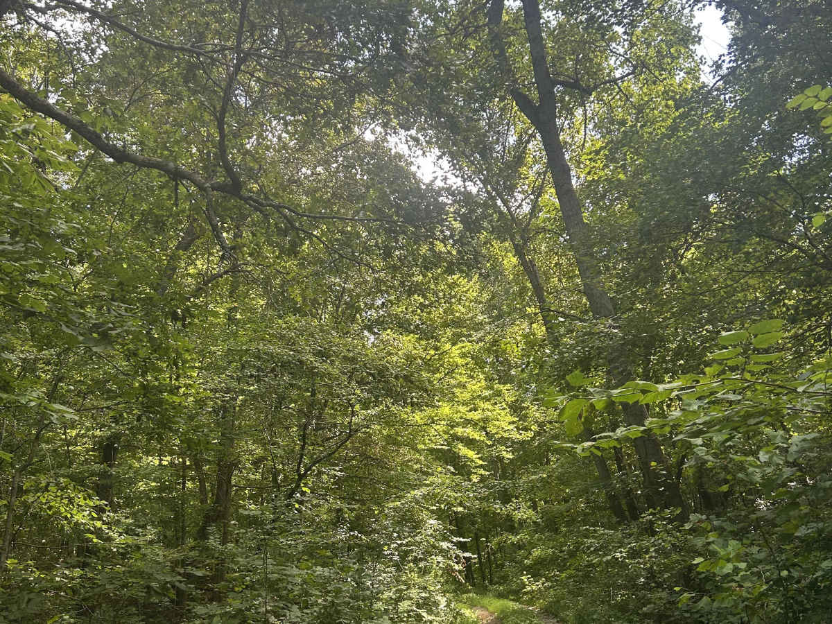 Kaskaskia Woods Trail trail photo