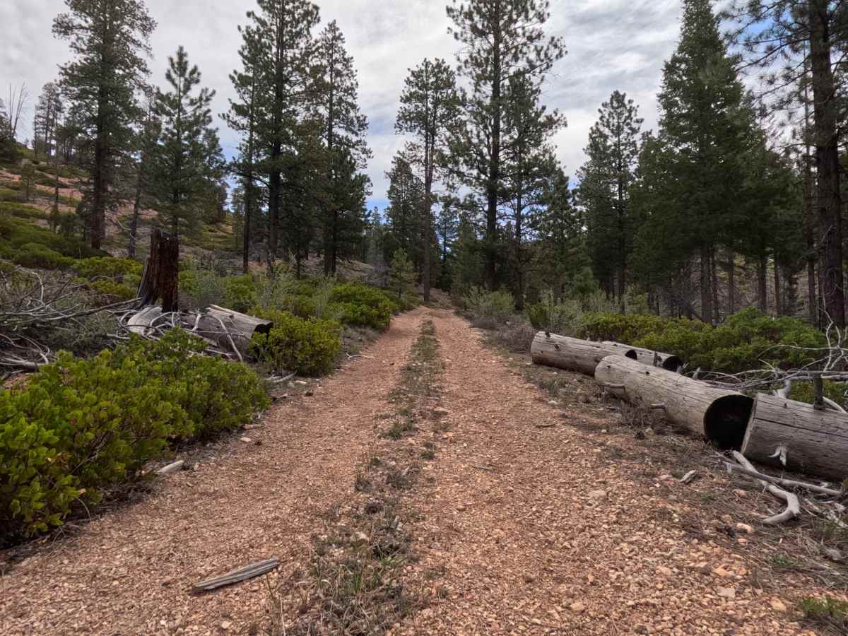 Long Hollow - FS 31130 photo 6