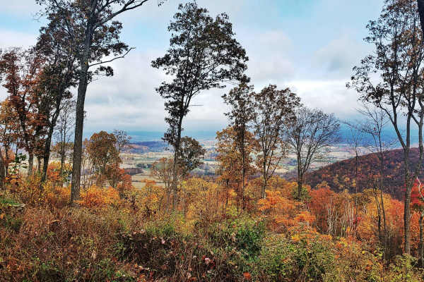 Oak Road