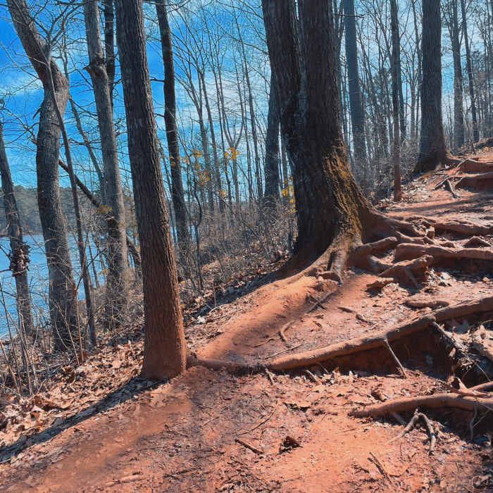 The trail has a slight incline with roots for footholds. Near Bond Park Lake Loop