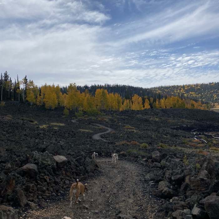 Near Navajo Lake Loop