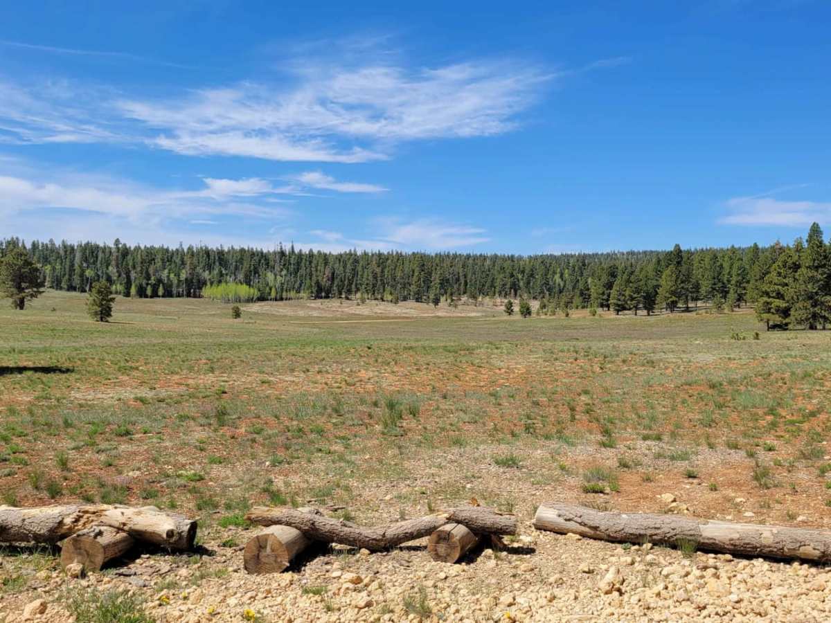 Duck Creek Way photo 4