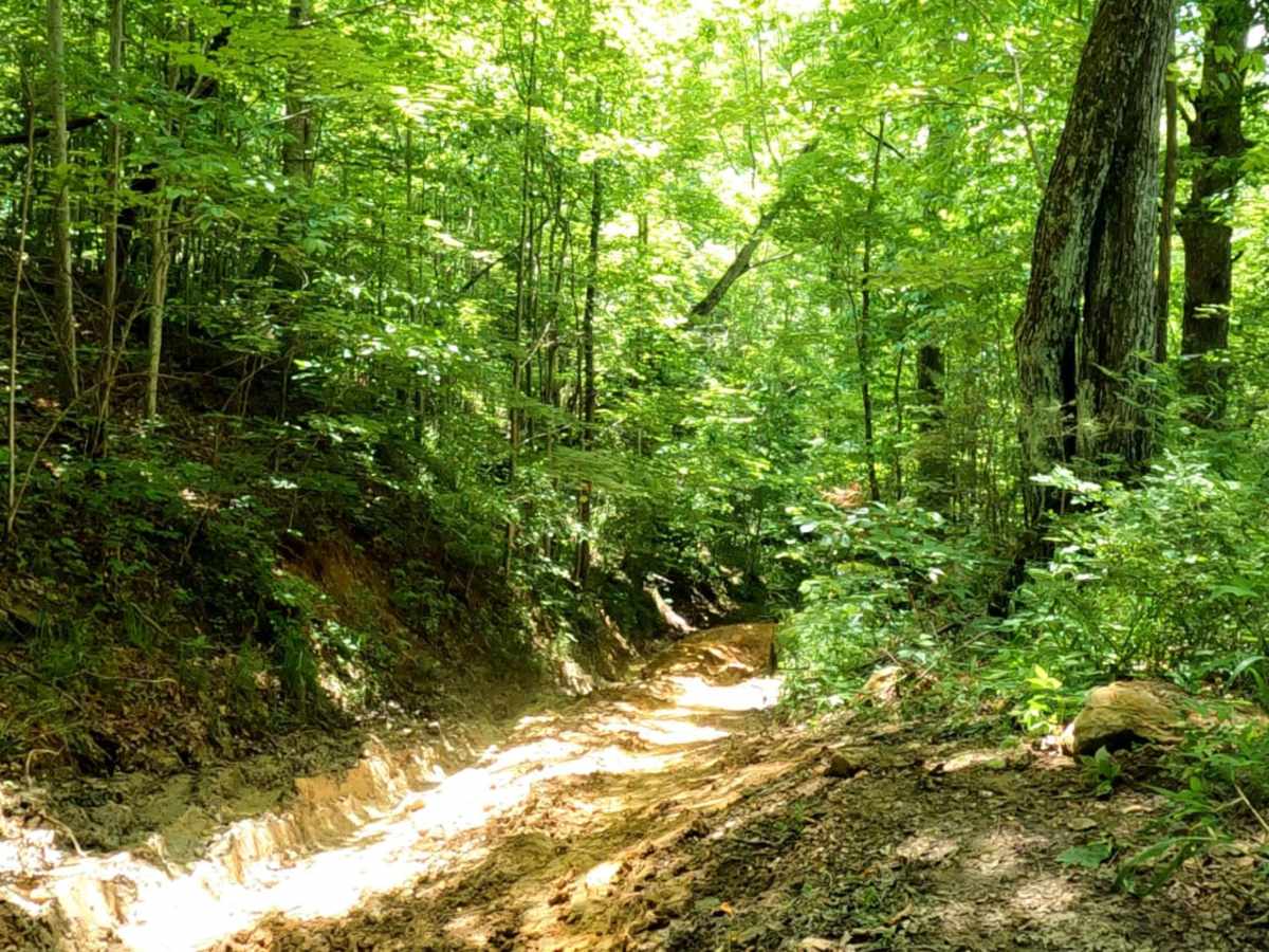 Cold Iron Fork Road trail photo