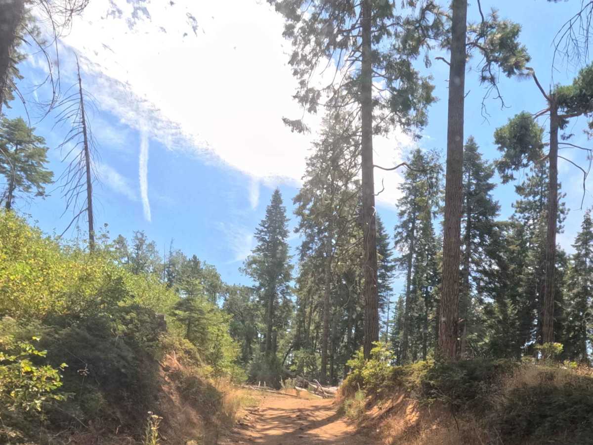 Sugar Pine - FS 6S090 photo 4