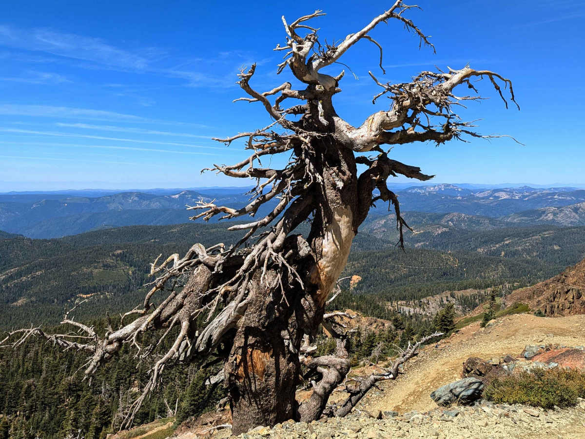 Sierra Buttes Trail trail photo