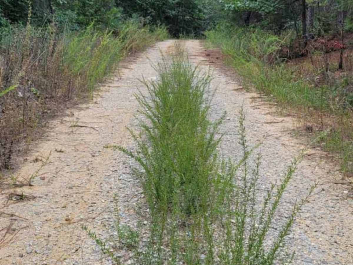 USFSR #645 Tree Farm photo 3