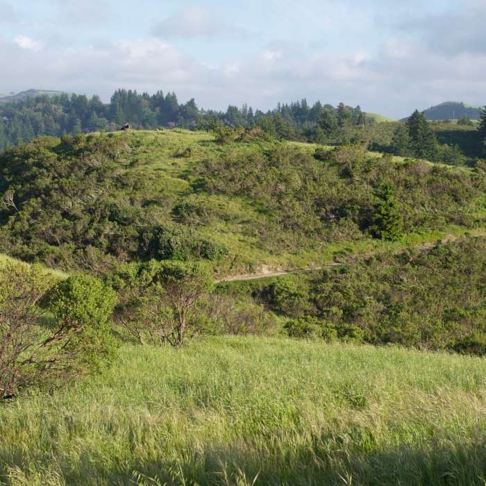 Near Bay Area Ridge Trail: Windy Hill Open Space Preserve
