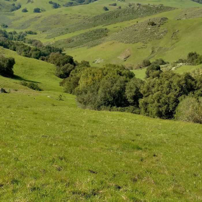 Santa Teresa Creek runs down this valley in the trees. Near Rocky Ridge Trail