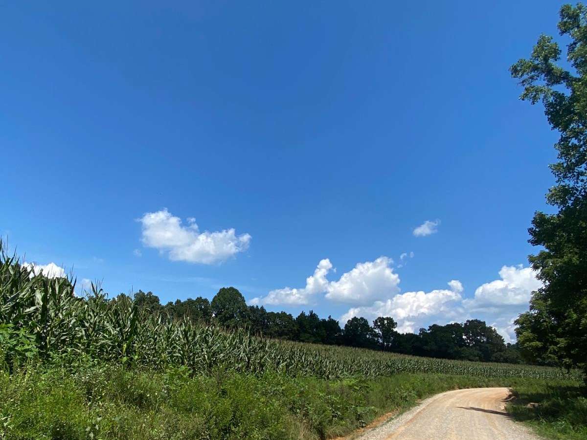 Main Forest Road photo 3