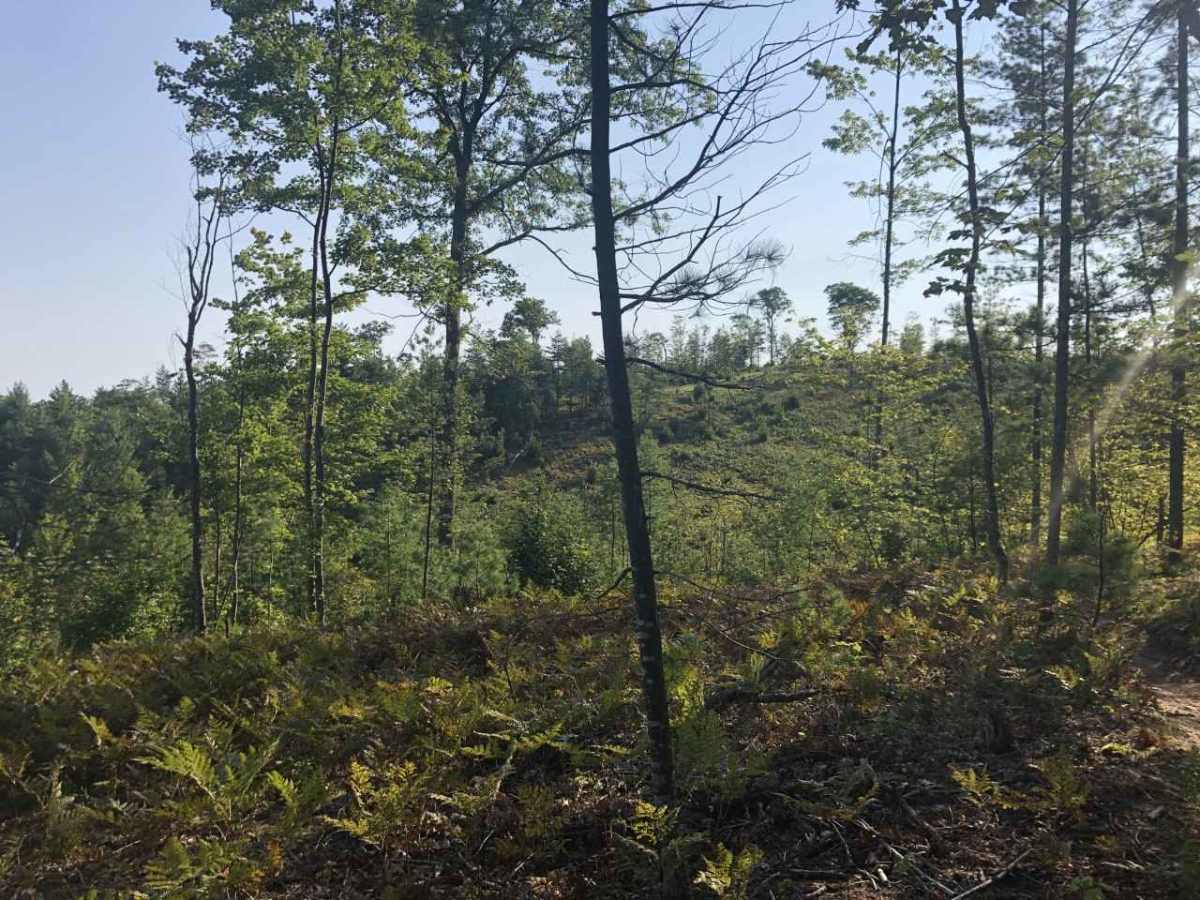 West Missaukee Trail Loop photo 4