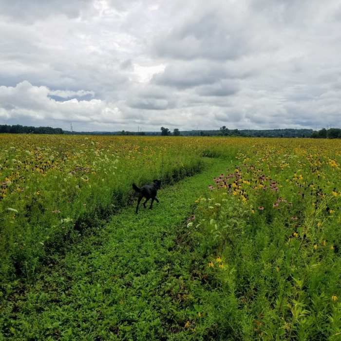 Wildflowers in bloom Near Kyle Park Horse Trail Loop