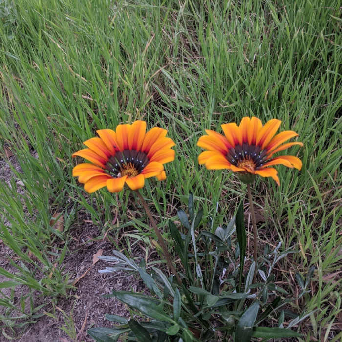 Near Cheeseboro Ridge & Cheeseboro Canyon Trail