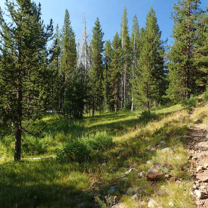 Near Varney Creek Trail #3718