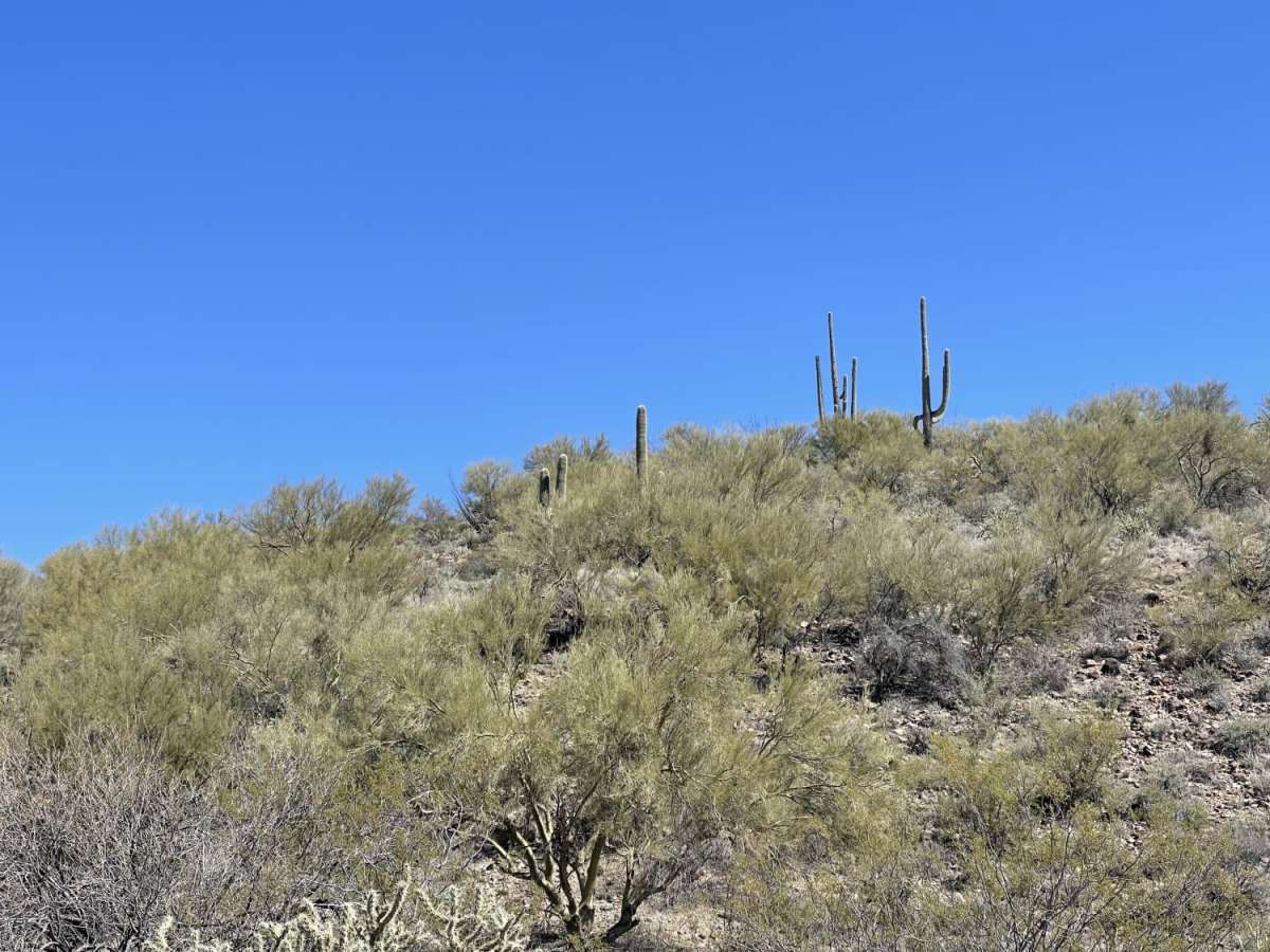 Lower Scenic Loop Road photo 4