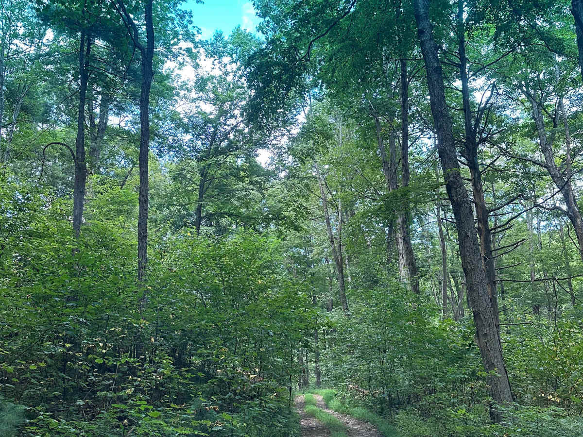 Old Man Run - FS 1117 photo 4
