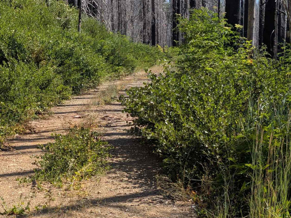 Eagle Rock Road - FS 4N11 photo 6