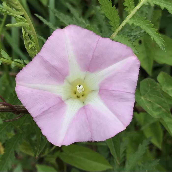 Bindweed Flower Near Riverside Pathway