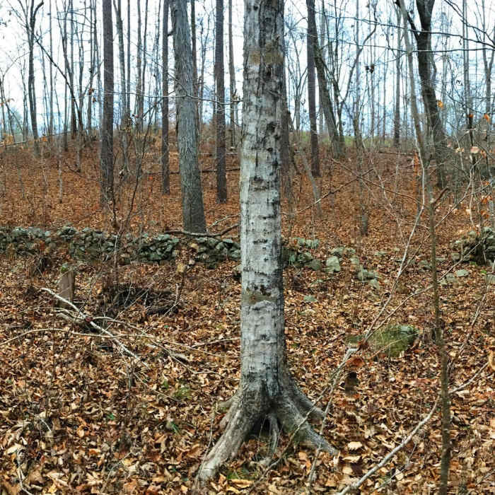 Near Korstian Foot Trail Loop