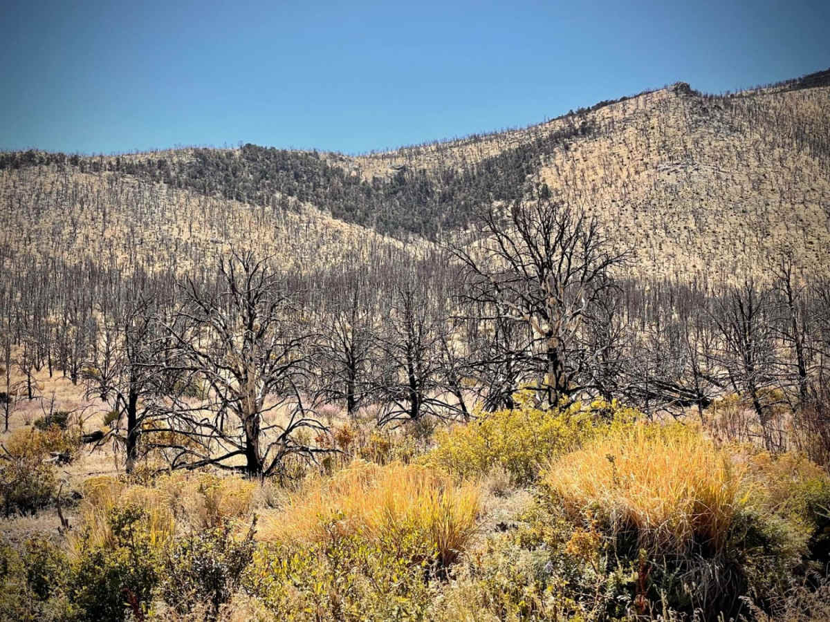 Strawberry Creek Road photo 4