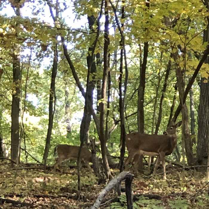 Wildlife spotted when driving through the park. Near Backbone Lake Loop