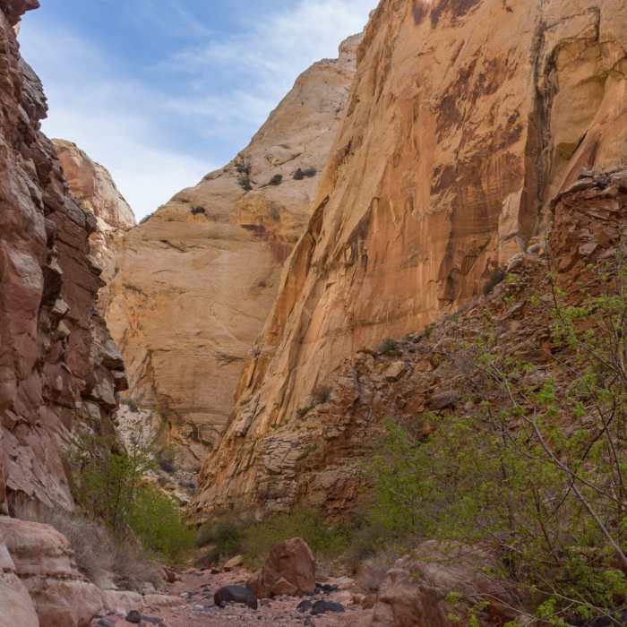 The walls in this part of Lower Spring Canyon are mostly Navajo and Kayenta sandstone. Near Lower Spring Canyon