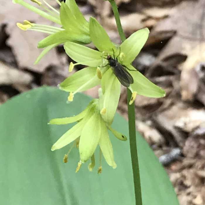 Fly on Clintonia borealis. Near Walter - Newton Loop