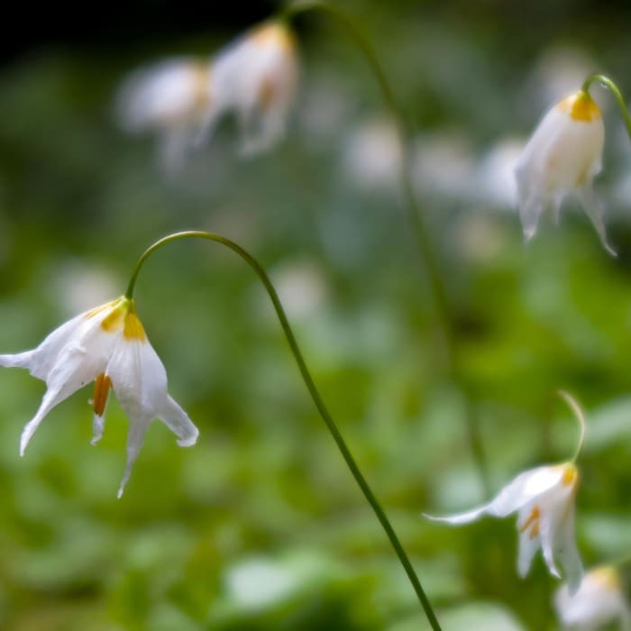 Near Observation Peak Trail
