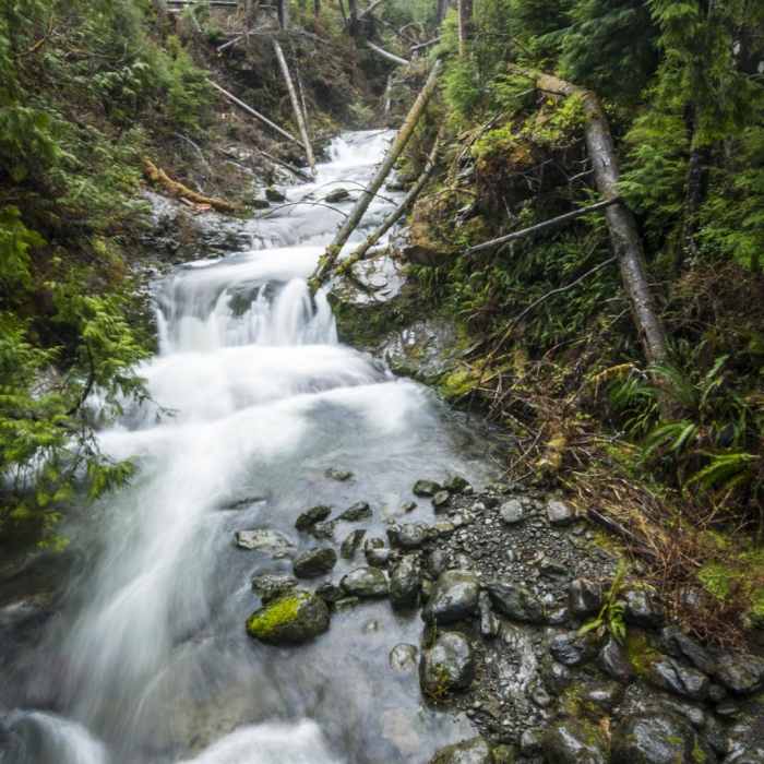Near Quinault National Recreation Trail System, Gatton Creek Falls Loop