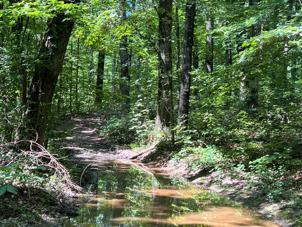 Log Bypass - FS 93202C photo 2