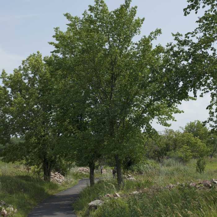 Near South Quarry Trail